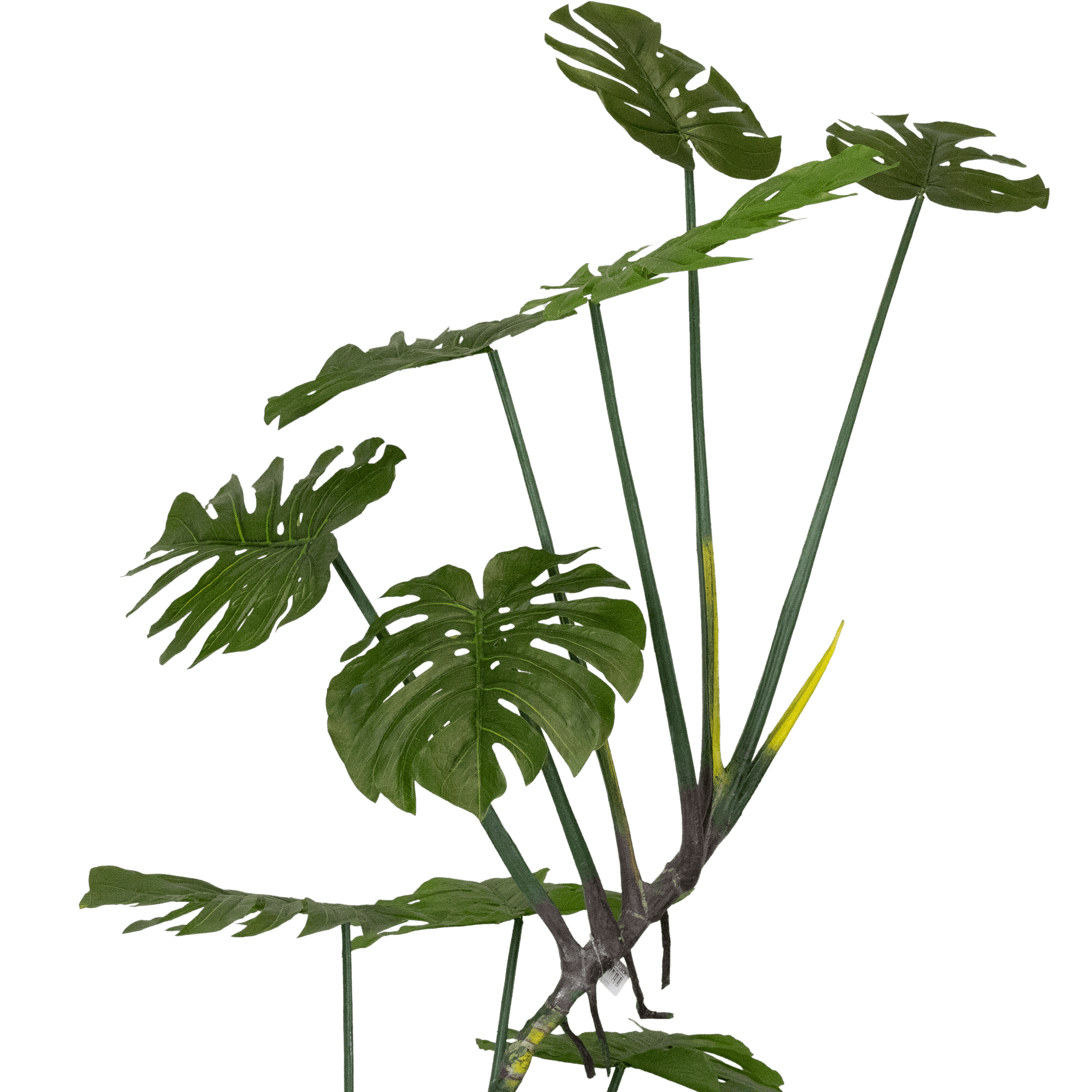 Monstera 165cm
