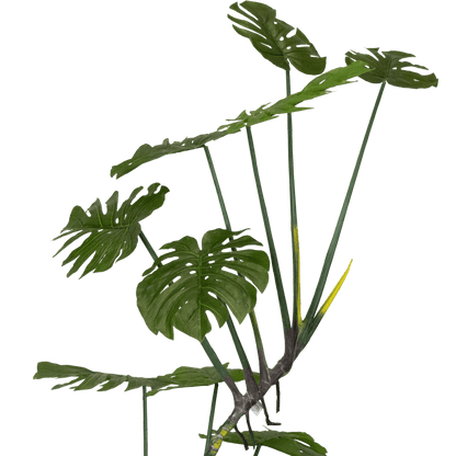 Monstera 165cm