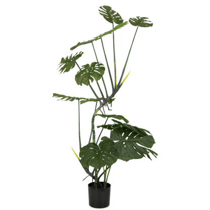Monstera 165cm