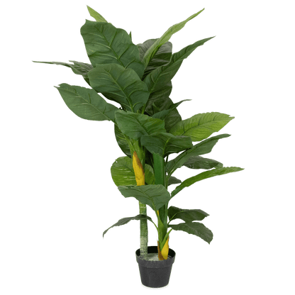 dieffenbachia australia Dieffenbachia 130cm – The Furniture Shack