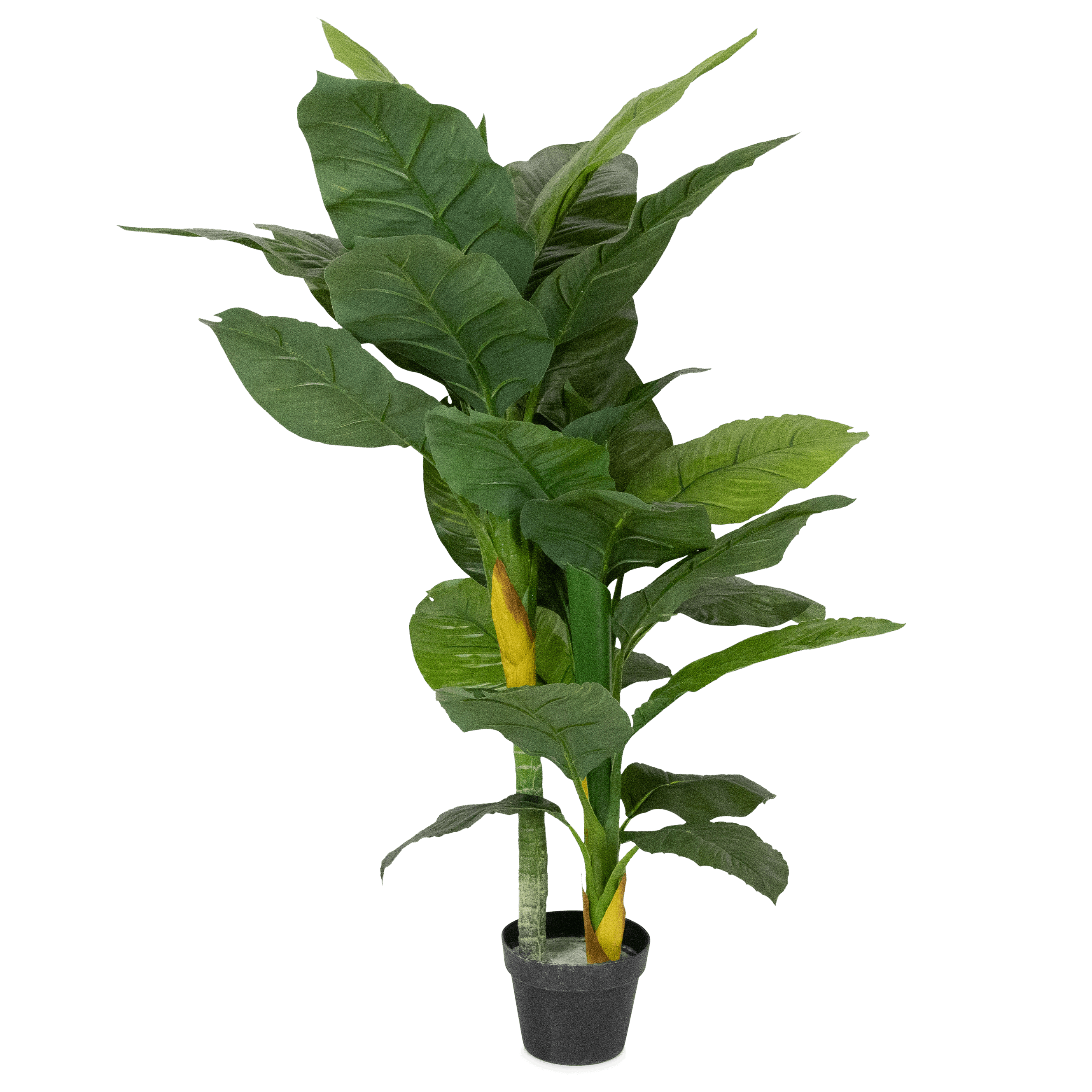 Dieffenbachia 130cm