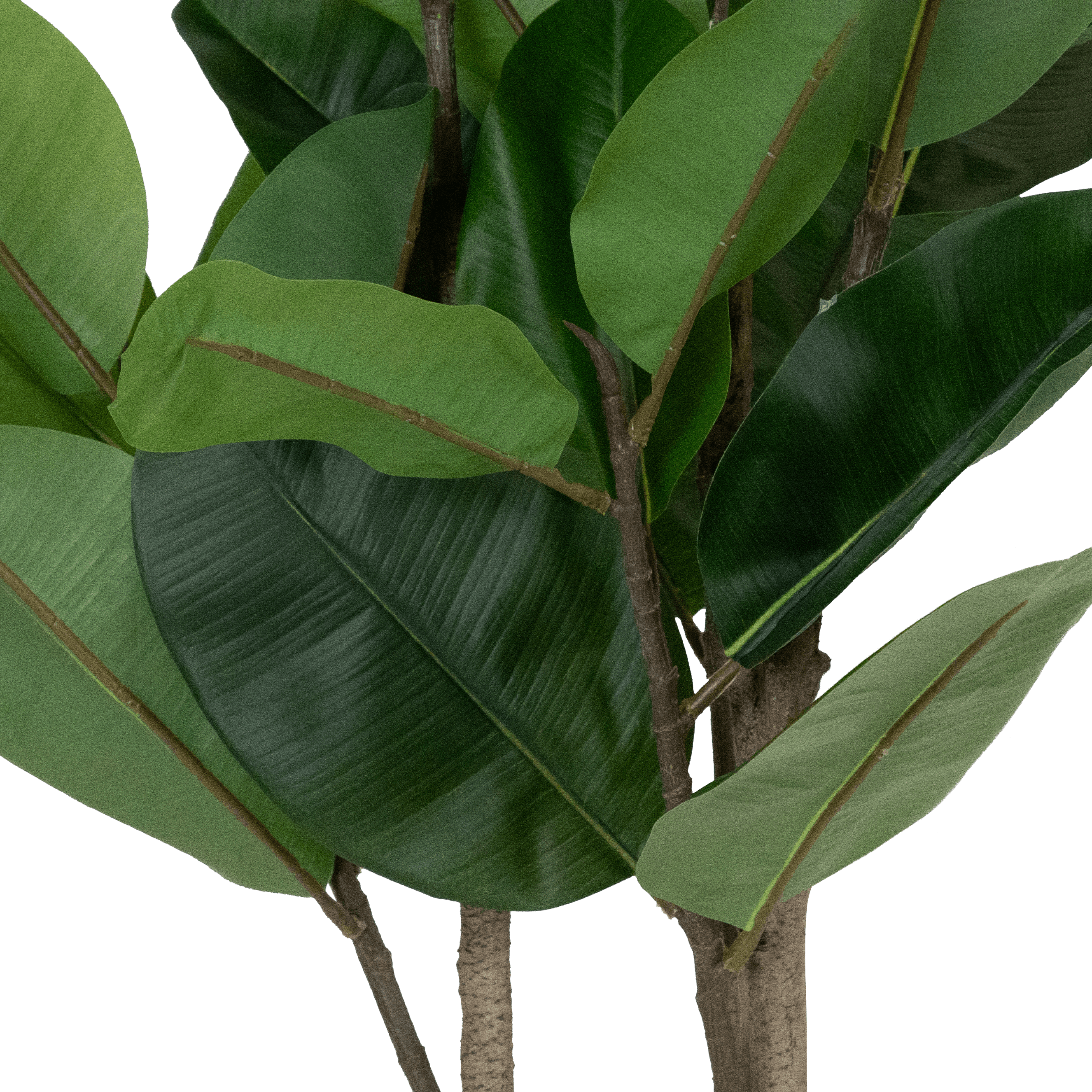 Rubber Fig 150cm