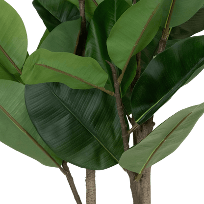 Rubber Fig 150cm