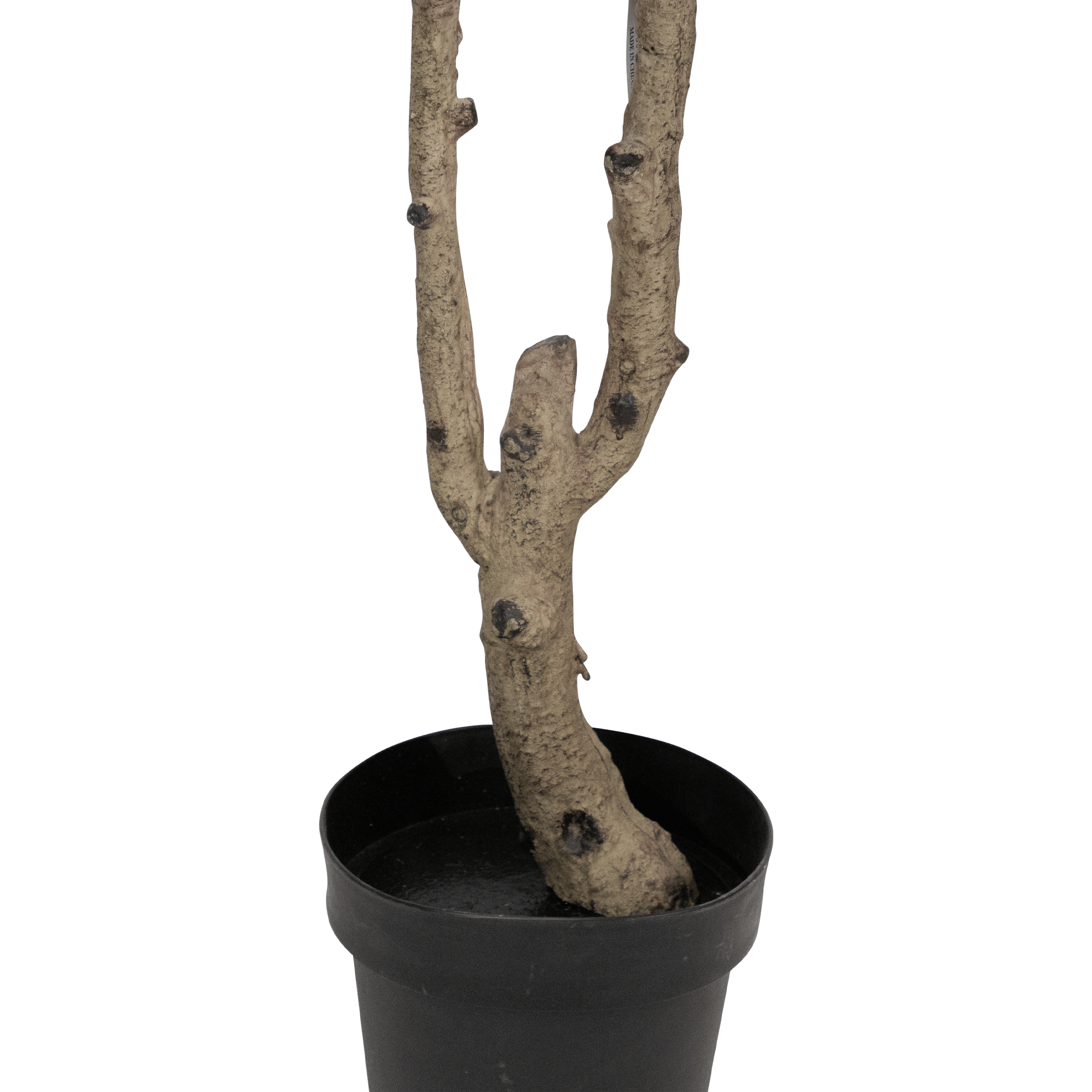 Rubber Fig 150cm
