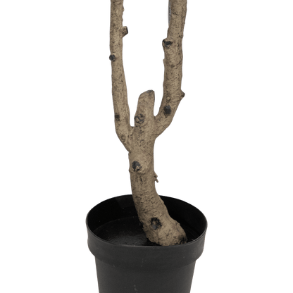 Rubber Fig 150cm