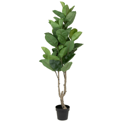 Rubber Fig 150cm
