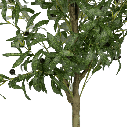 Olive Tree 160cm