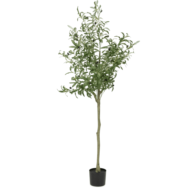 Olive Tree 160cm