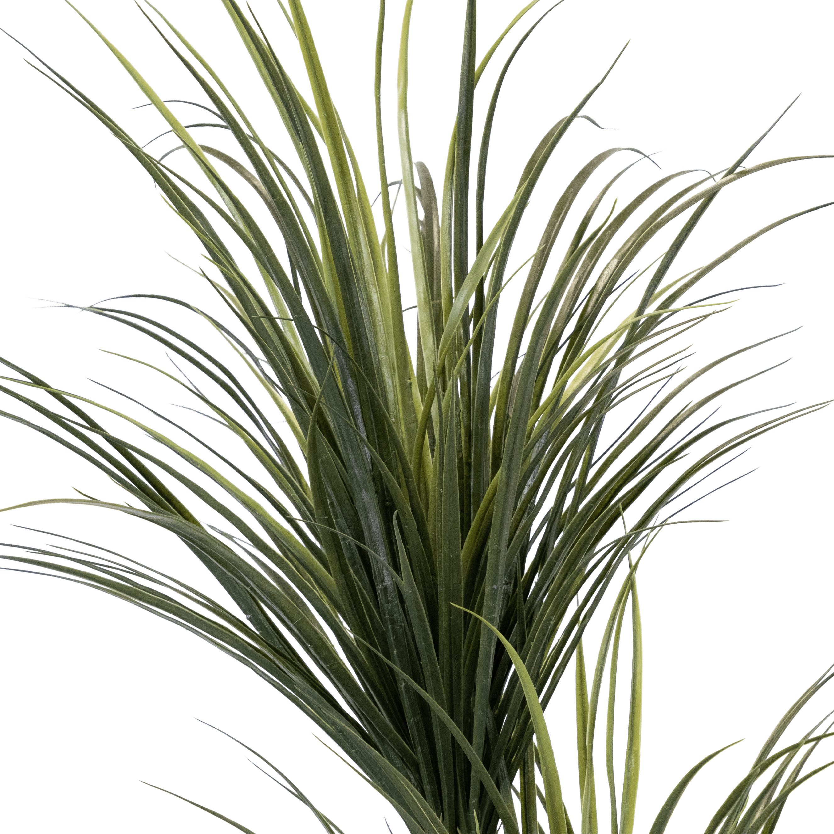 Ponytail Palm 175cm