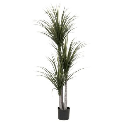 Ponytail Palm 175cm