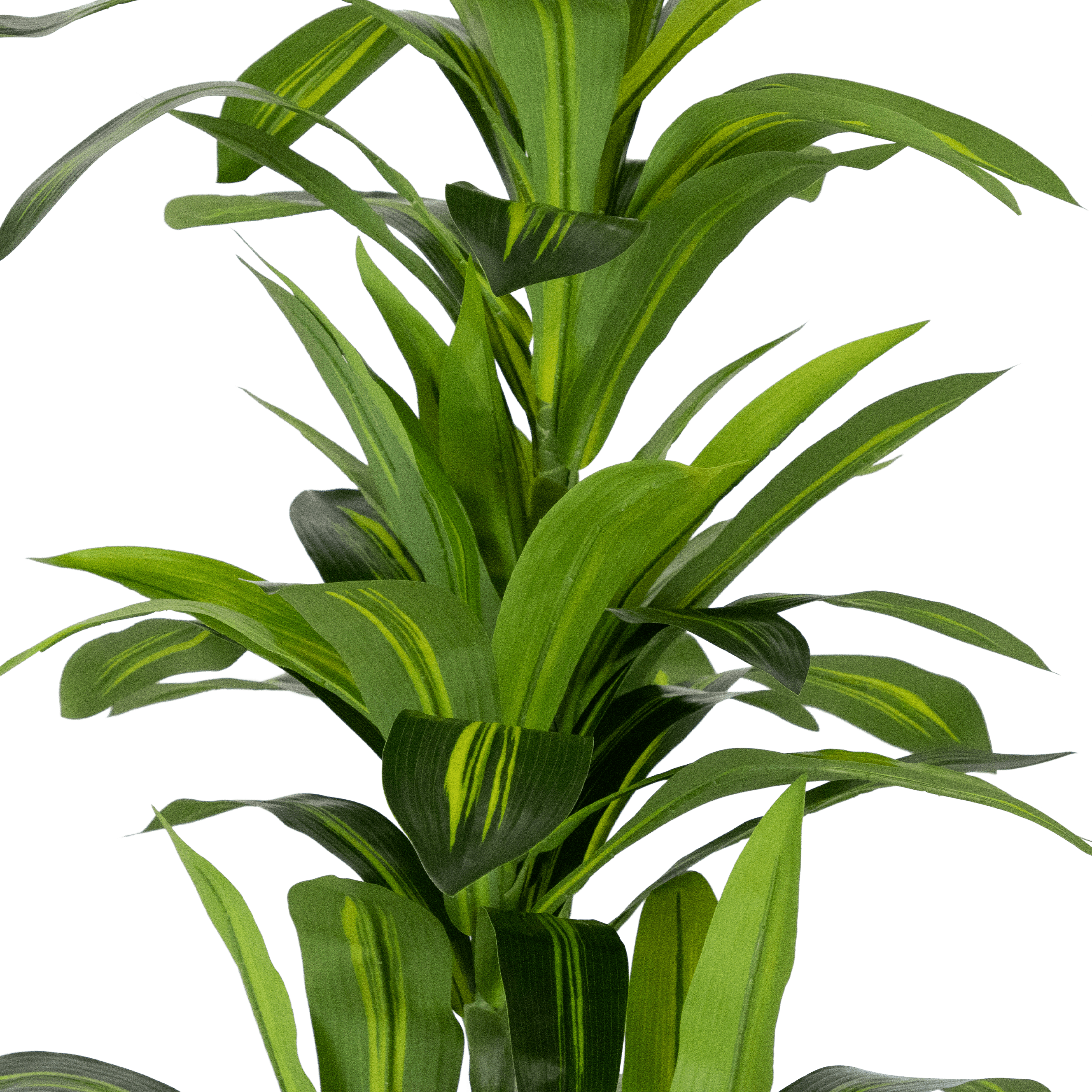 Dracaena plant 150cm
