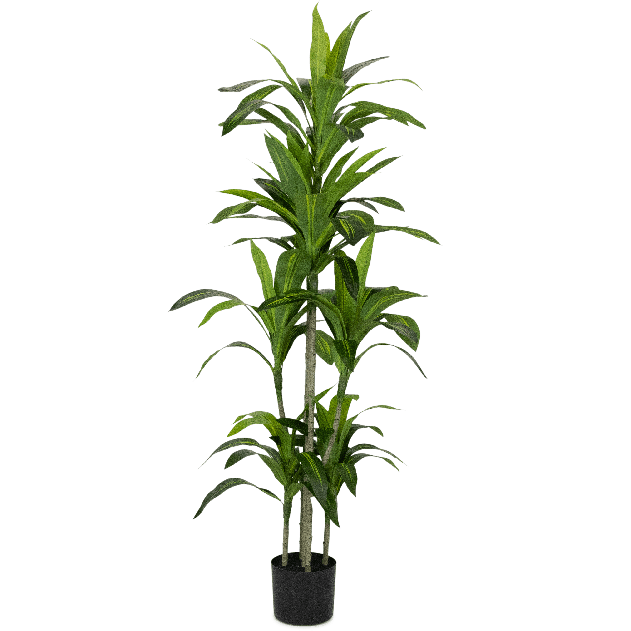 Dracaena plant 150cm