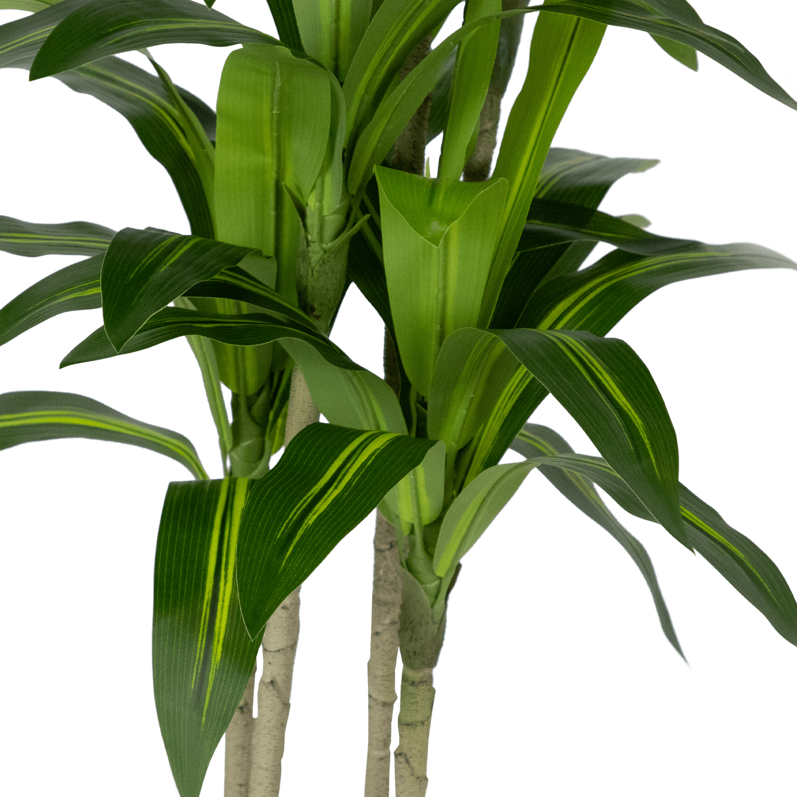 Dracaena plant 120cm