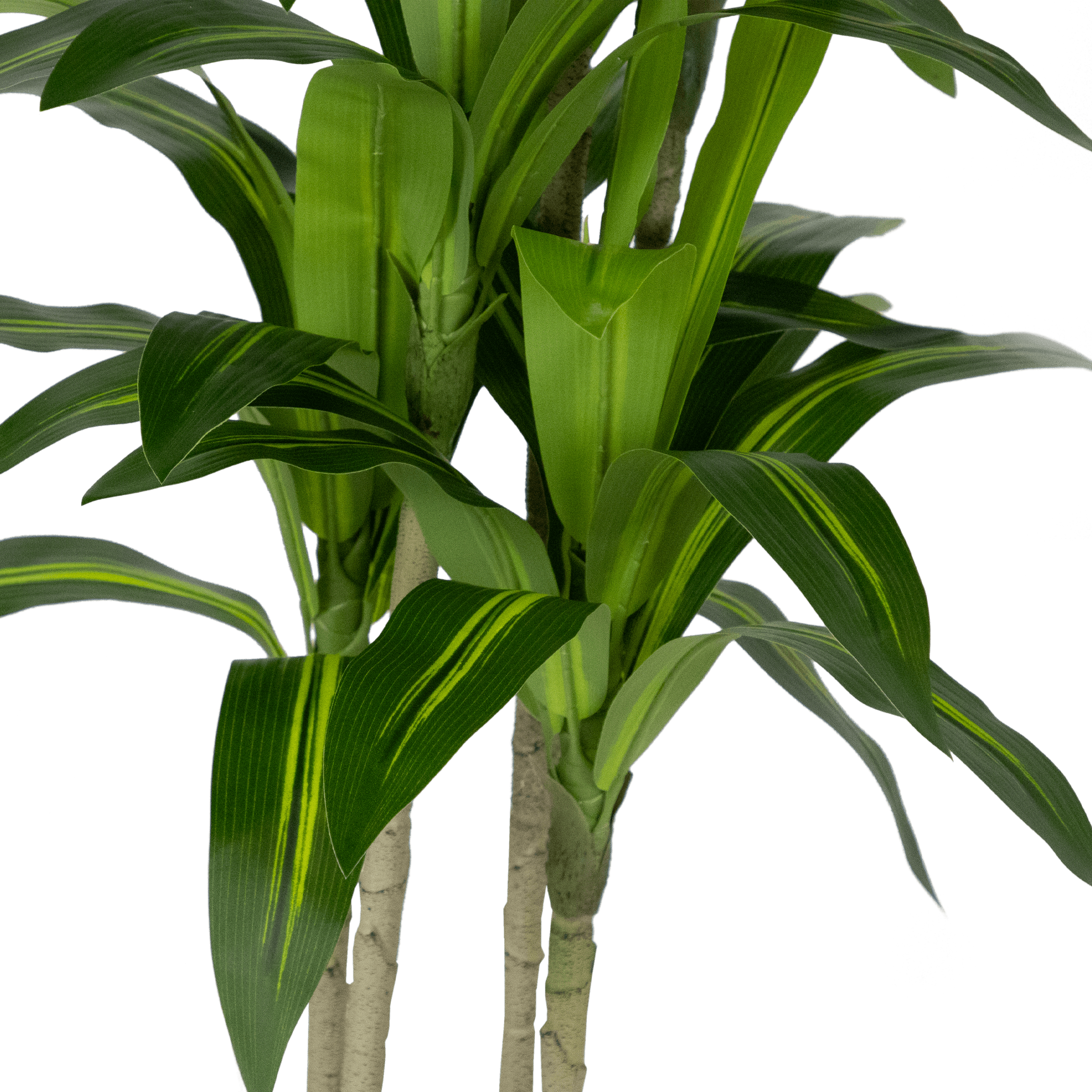 Dracaena plant 100cm