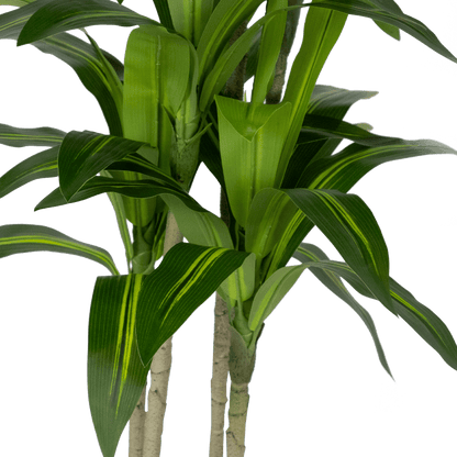 Dracaena plant 100cm