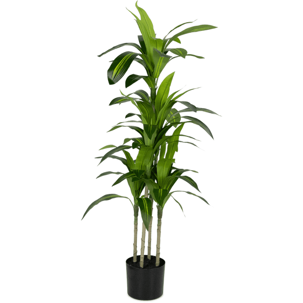 Dracaena plant 120cm