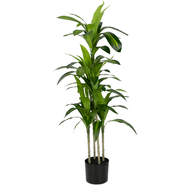 Dracaena plant 100cm