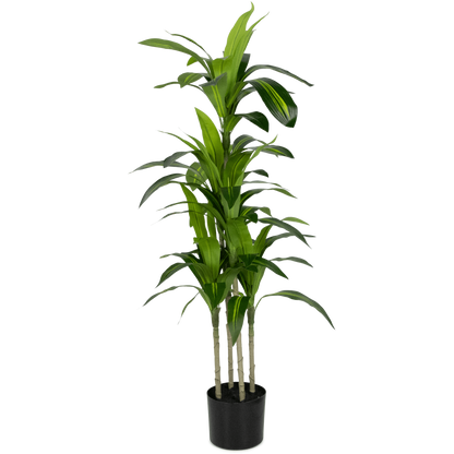 Dracaena plant 100cm