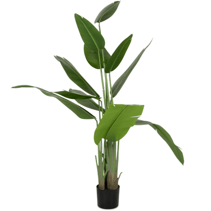 Bird of Paradise 200cm