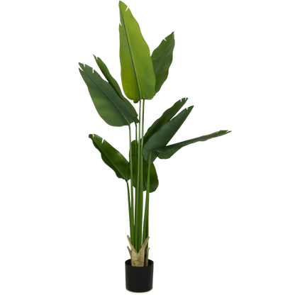 Bird of Paradise 180cm