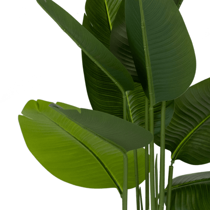 Bird of Paradise 180cm