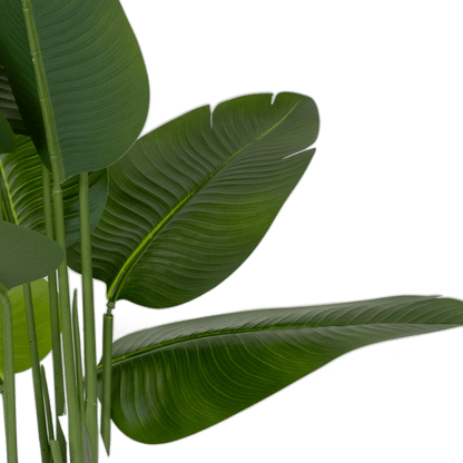 Bird of Paradise 200cm