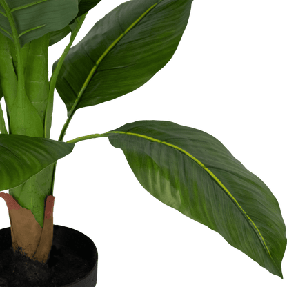 Fiddle Leaf Fig 170cm