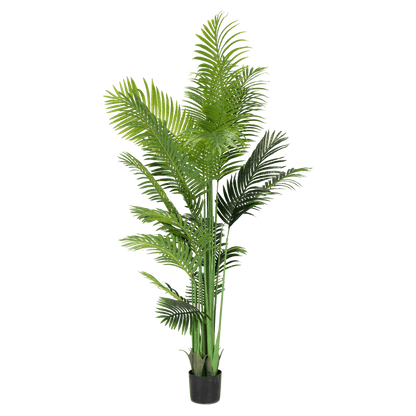 areca palm buy melbourne Areca Palm 200cm – The Furniture Shack