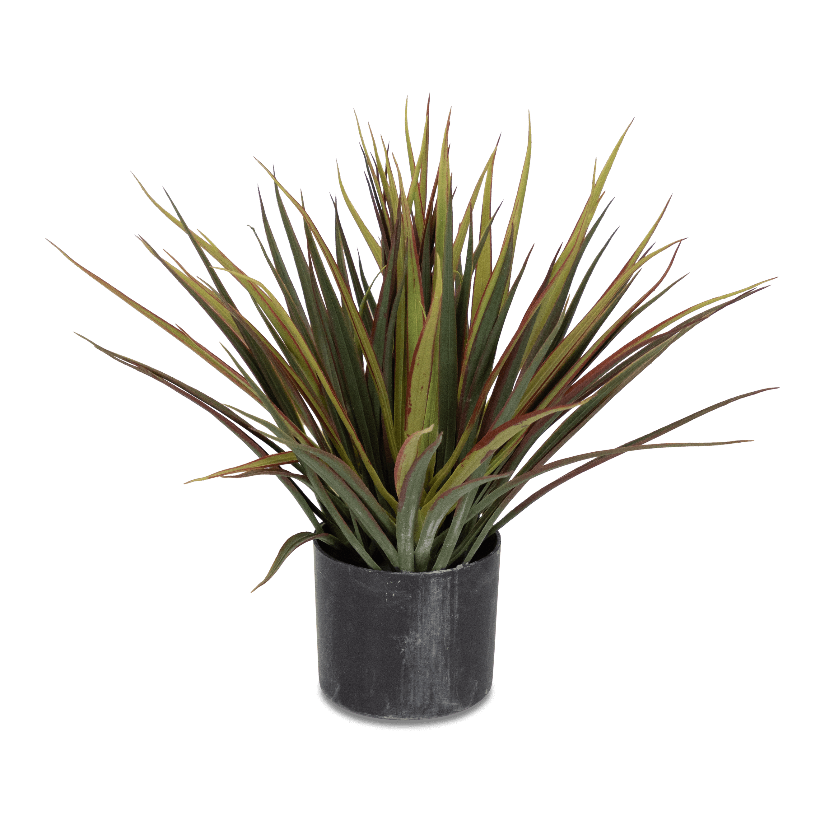 Dracaena 40cm