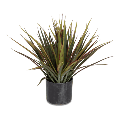 Dracaena 40cm