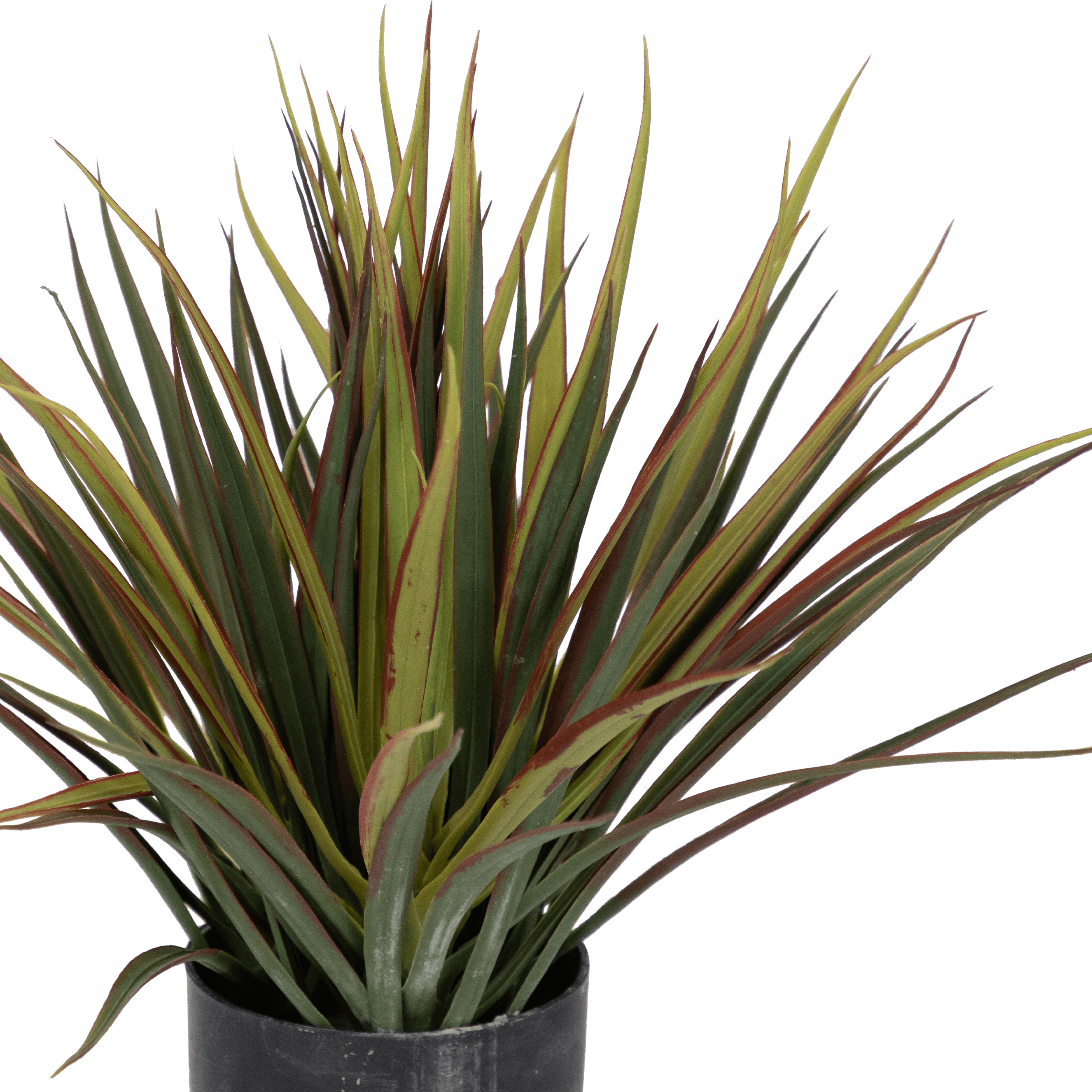 Dracaena 40cm