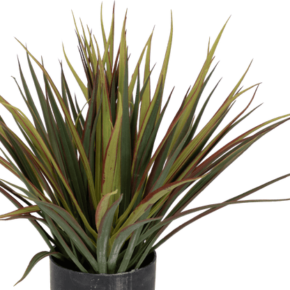 Dracaena 40cm