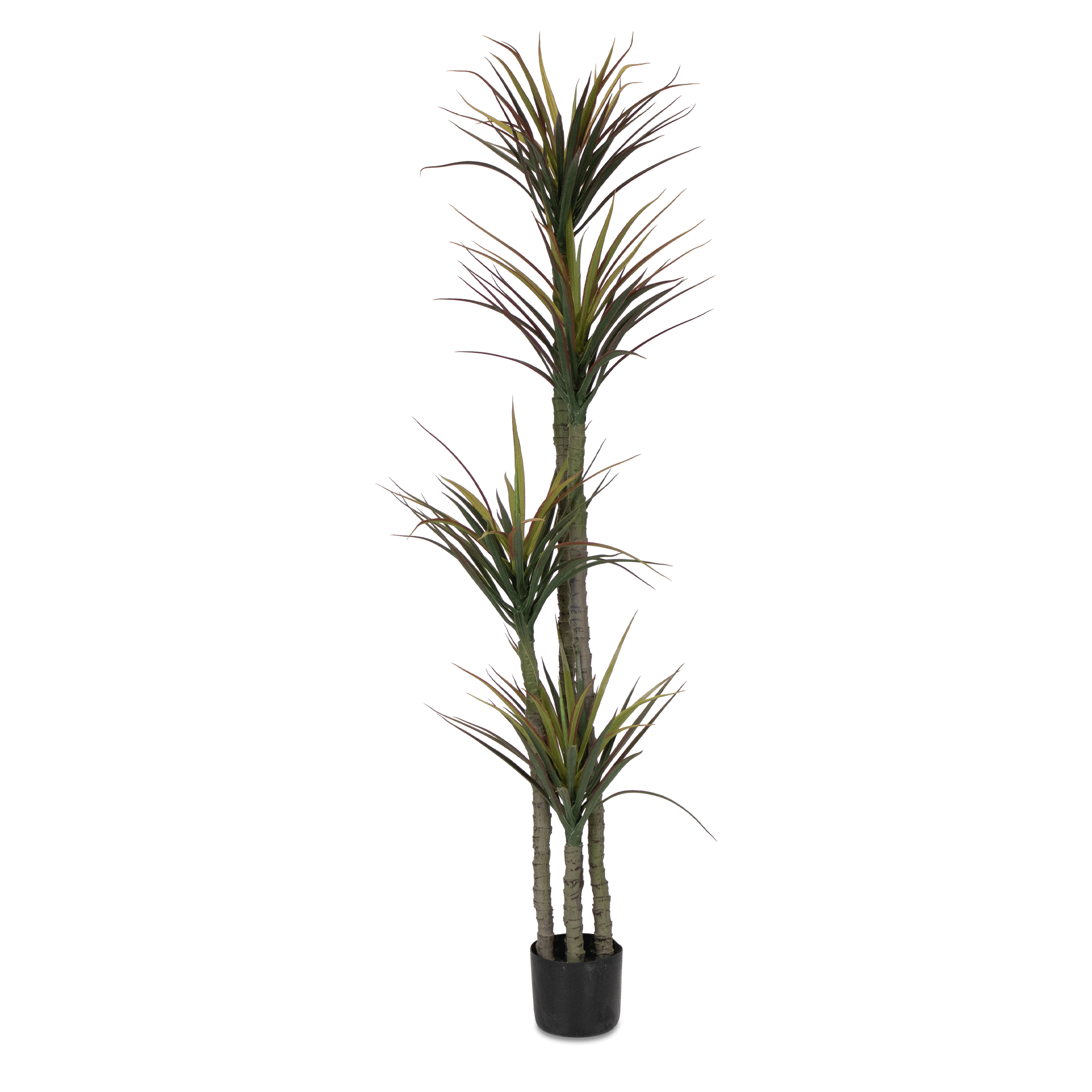 Dracaena 170cm