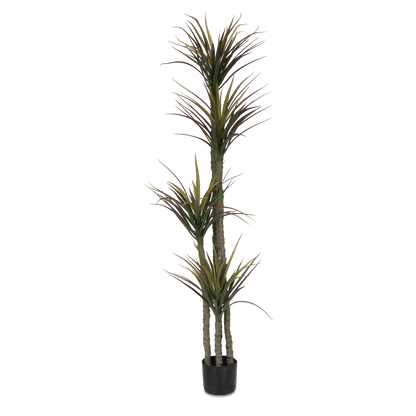 Dracaena 170cm