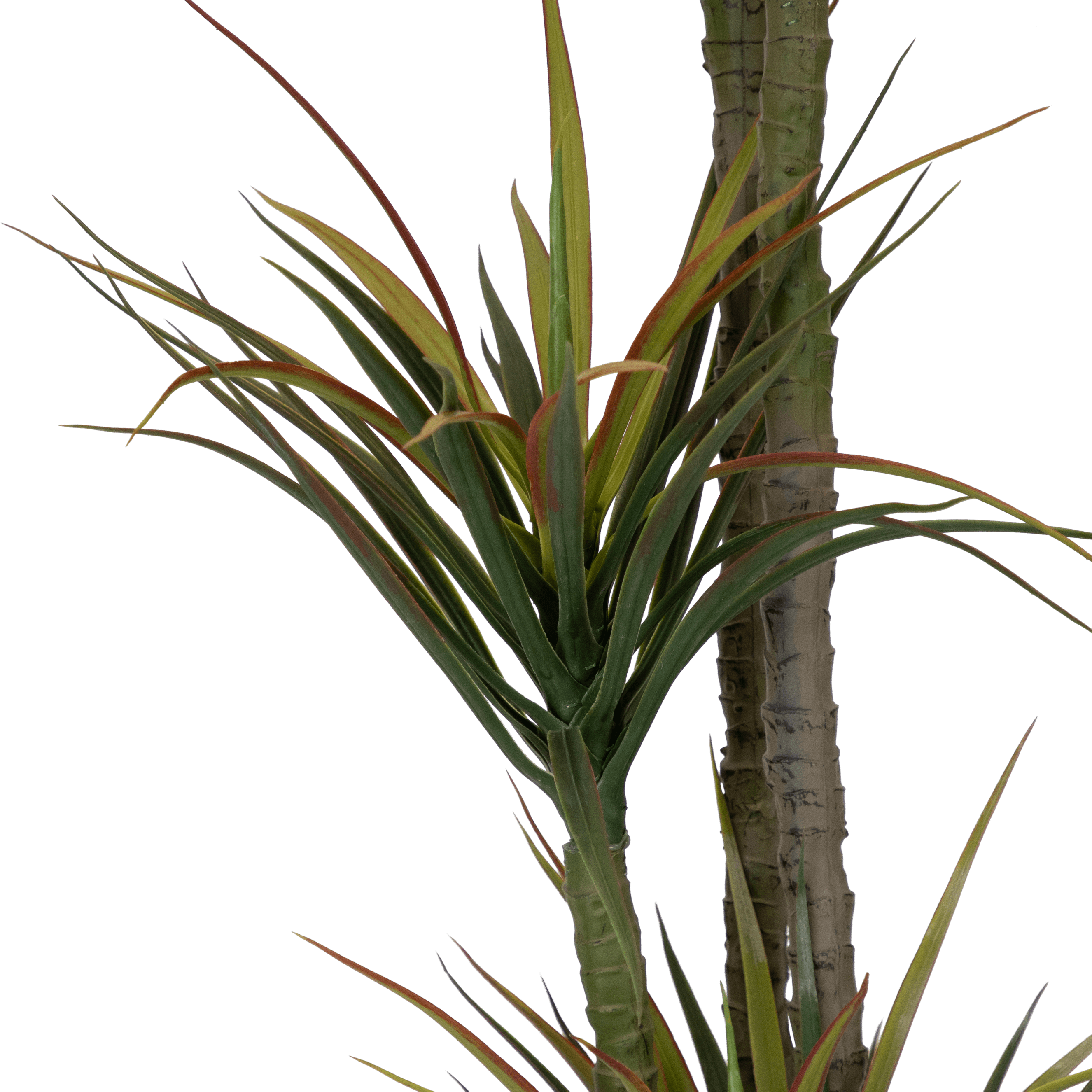 Dracaena 170cm