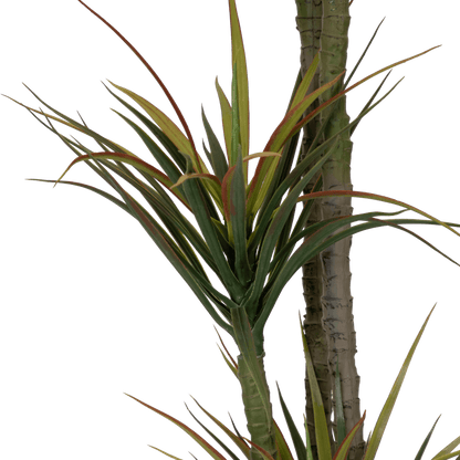 Dracaena 170cm