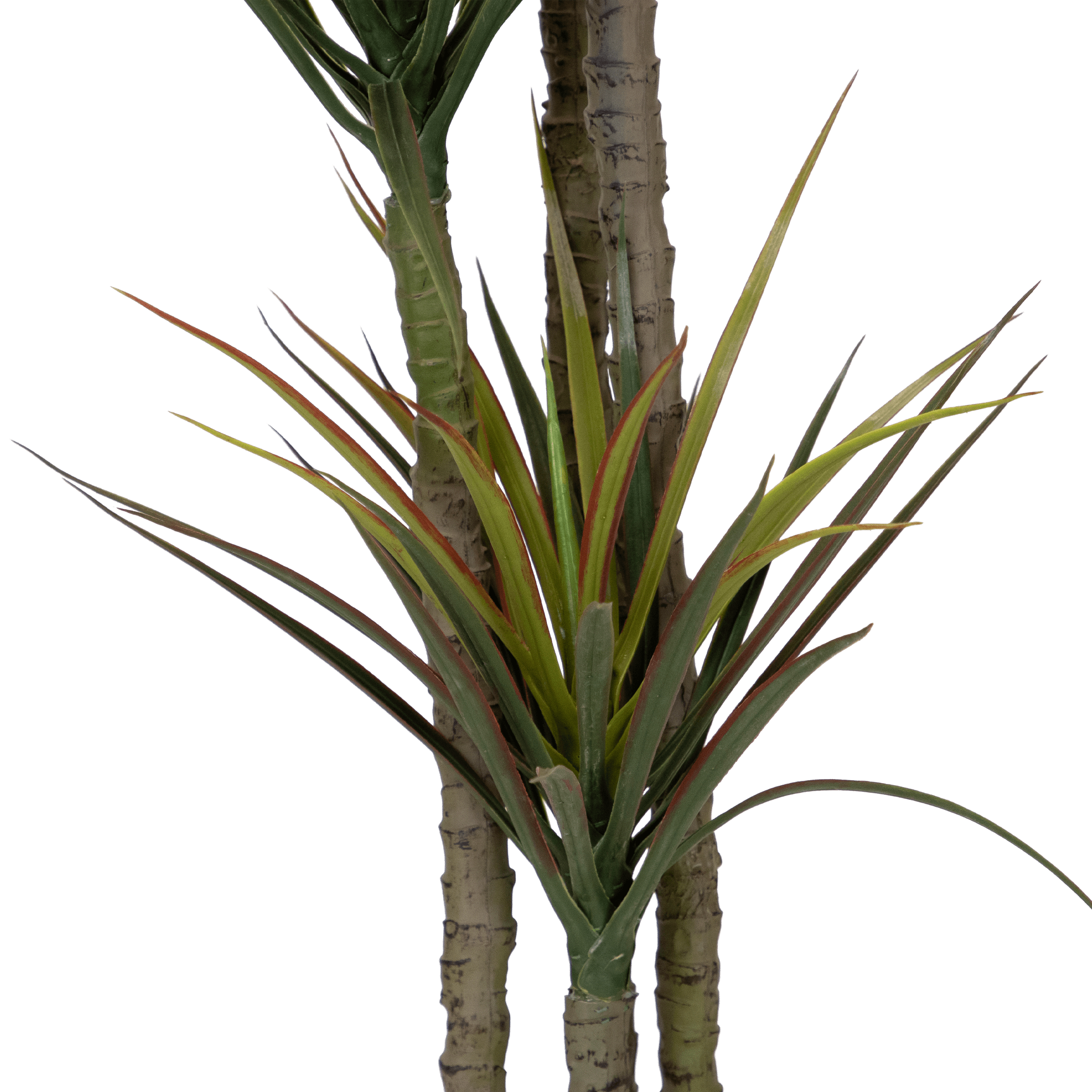 Dracaena 170cm