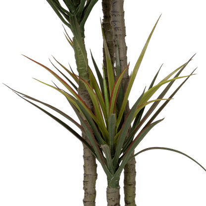 Dracaena 170cm