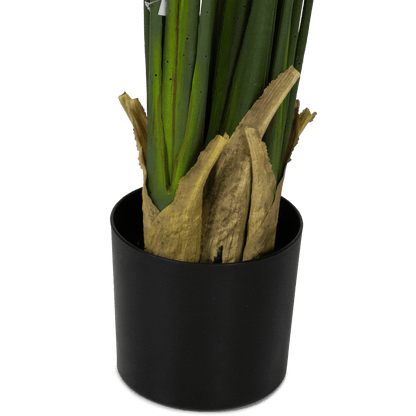 Bird of Paradise 200cm